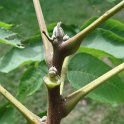 Ailanthus altissima bourgeon